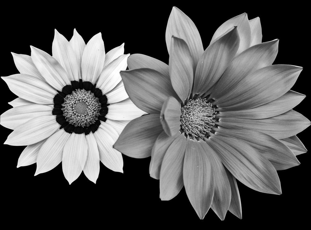 Арктотис / Arctotis Hybridum