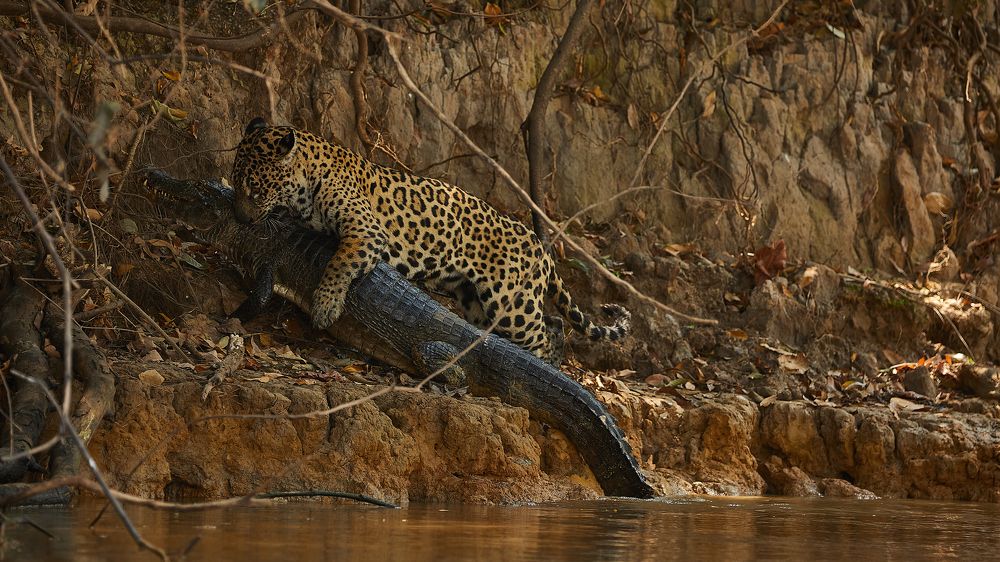 Hunting jaguar