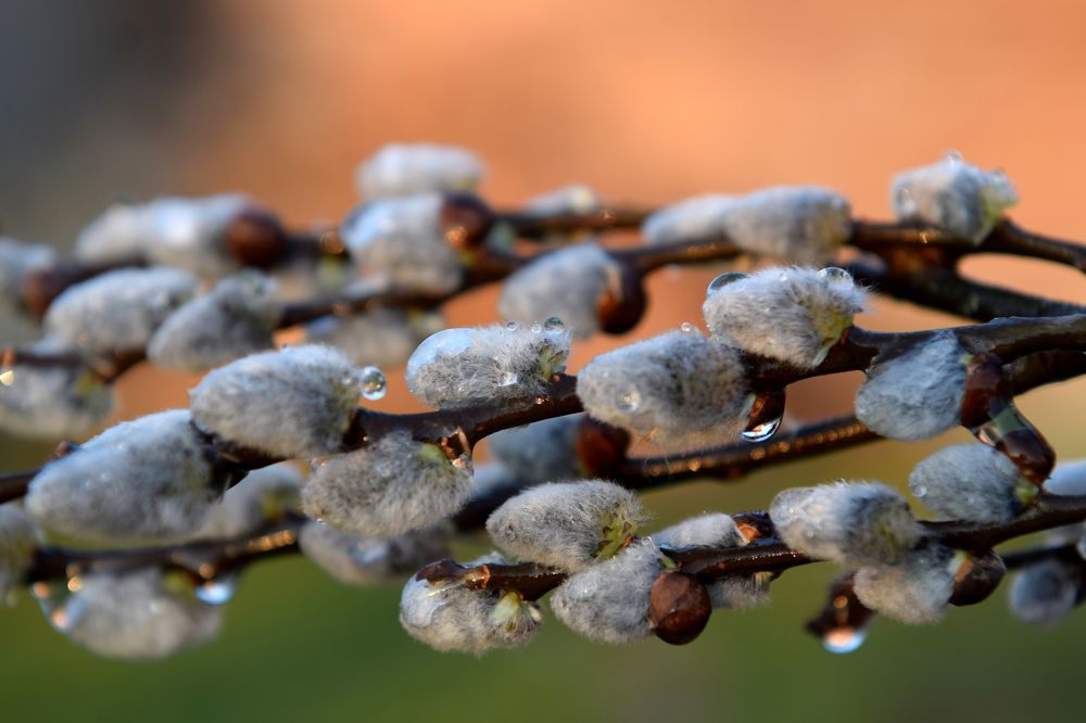 Photograph by Олена Русланівна