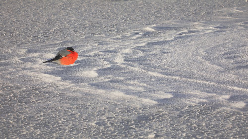 Зимний огонёк.