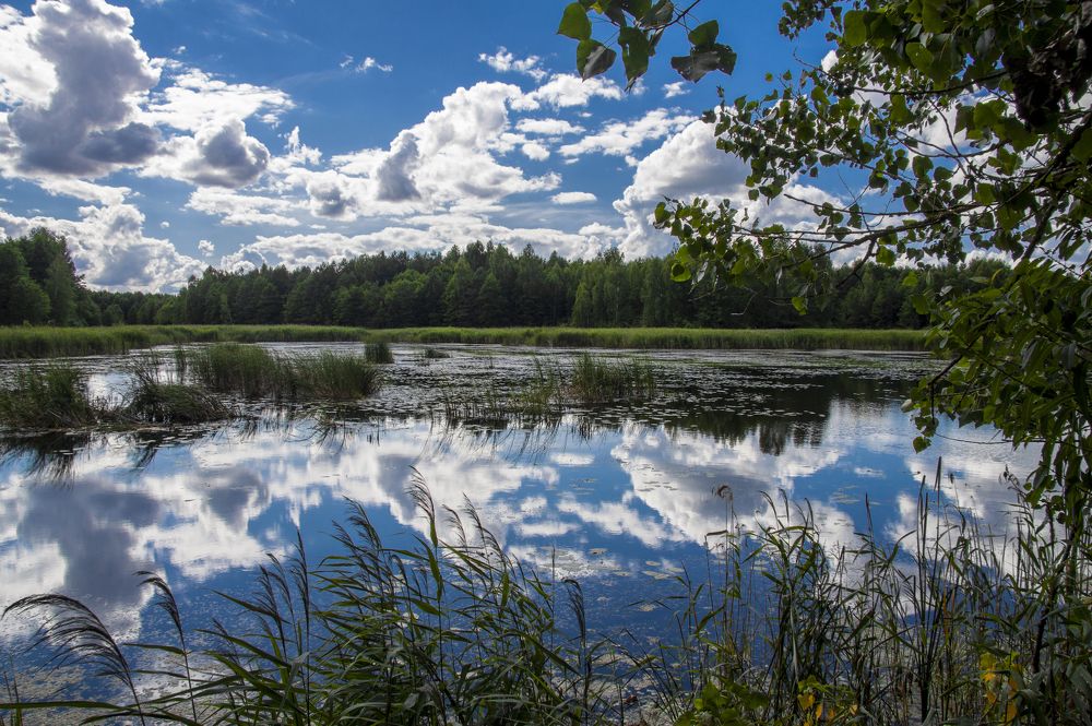 Лесное озеро - 3