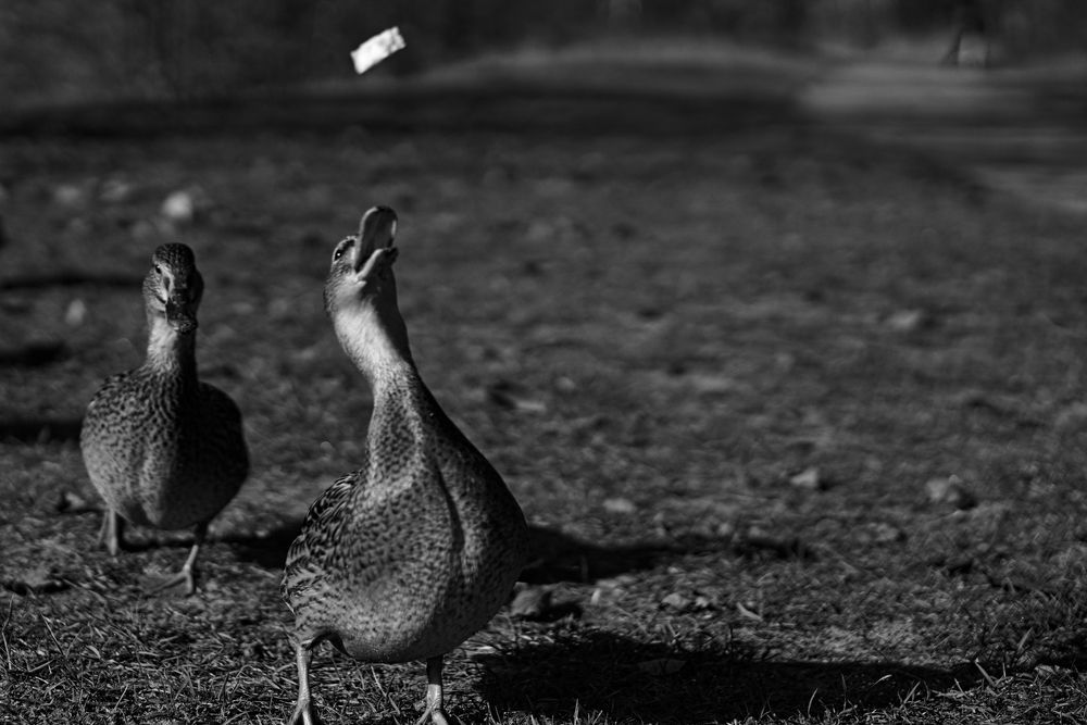 Photograph by Viktoria Vavilkina