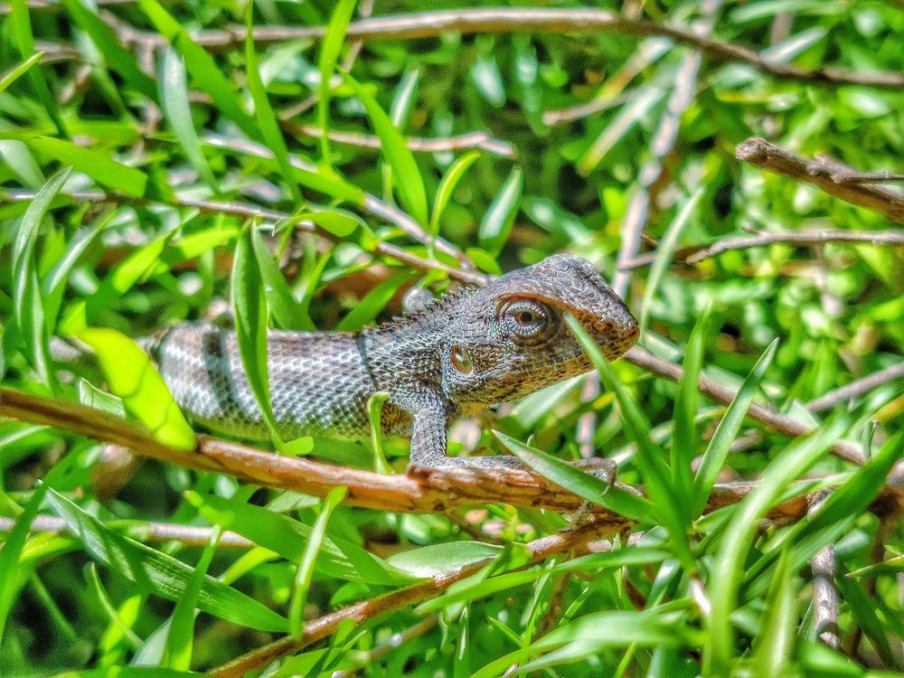 Indian lezerd..