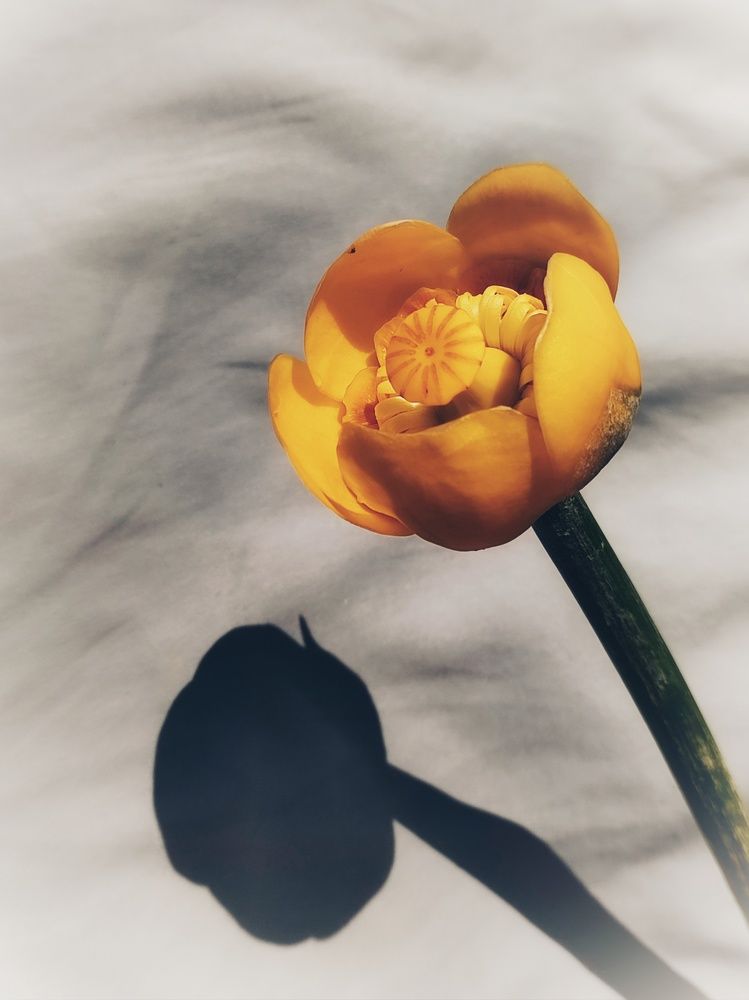 Photograph by Ольга Сучкова