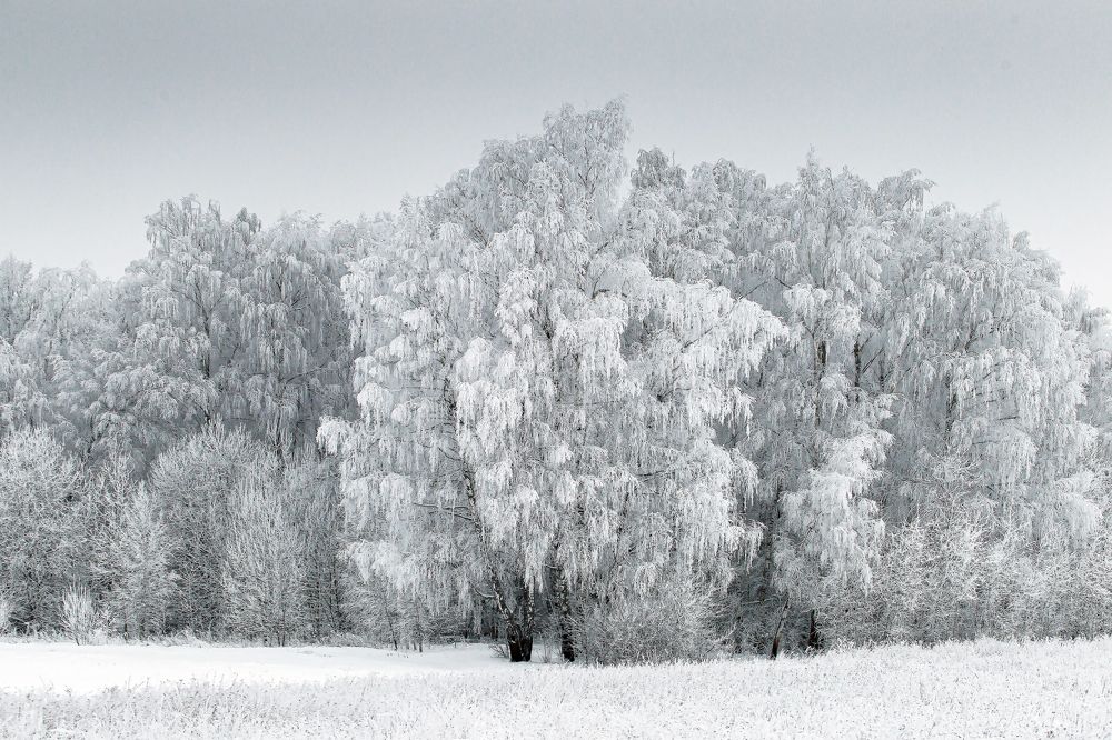 Морозный лес