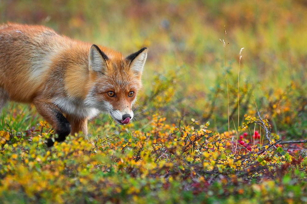 Photograph by Константин Маланин