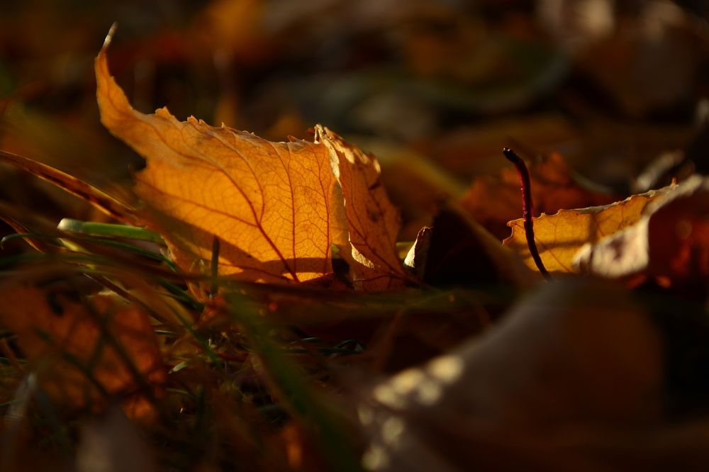 Photograph by Михаил Мехедов