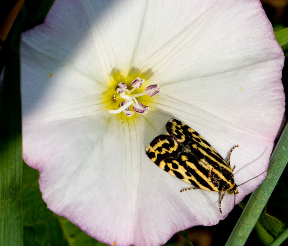 мертвая голова