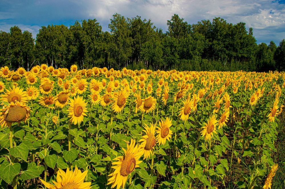 Photograph by Лариса Натальская