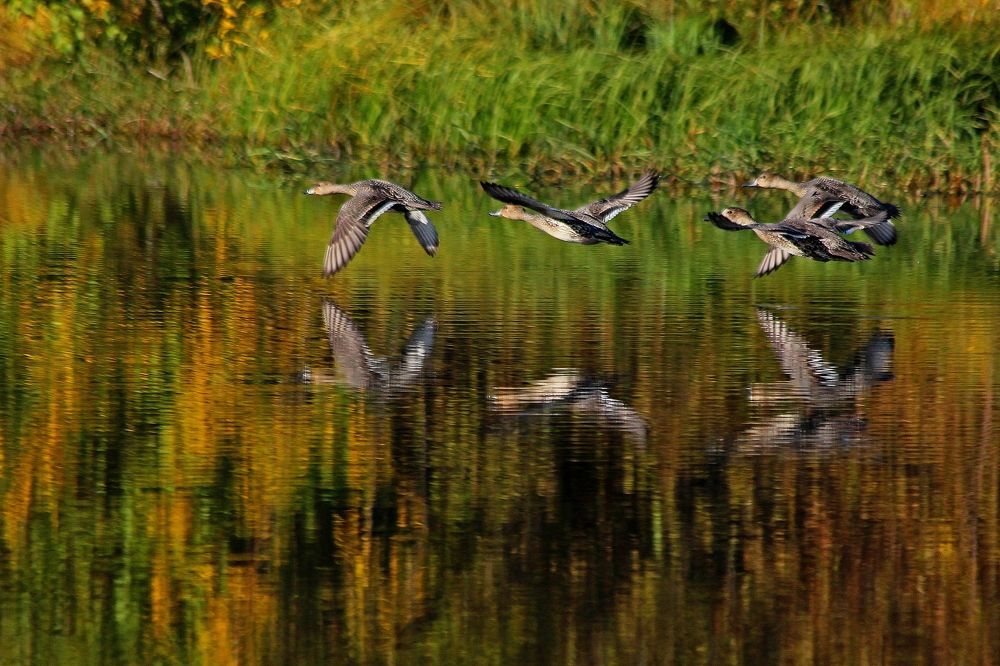 Photograph by Александр Велигура
