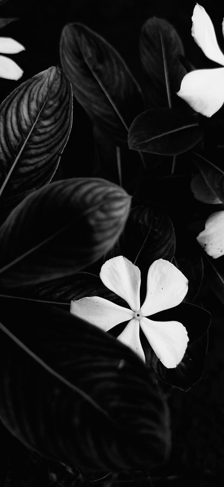 Photograph by Jai Shankar Chirivella