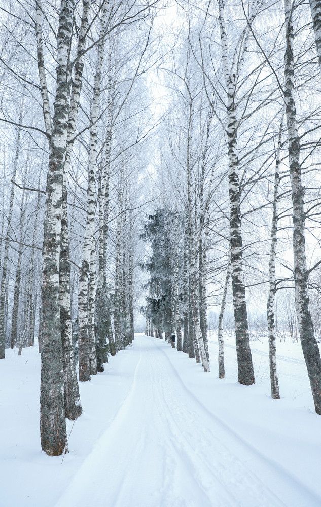 Photograph by Елена Сиднина