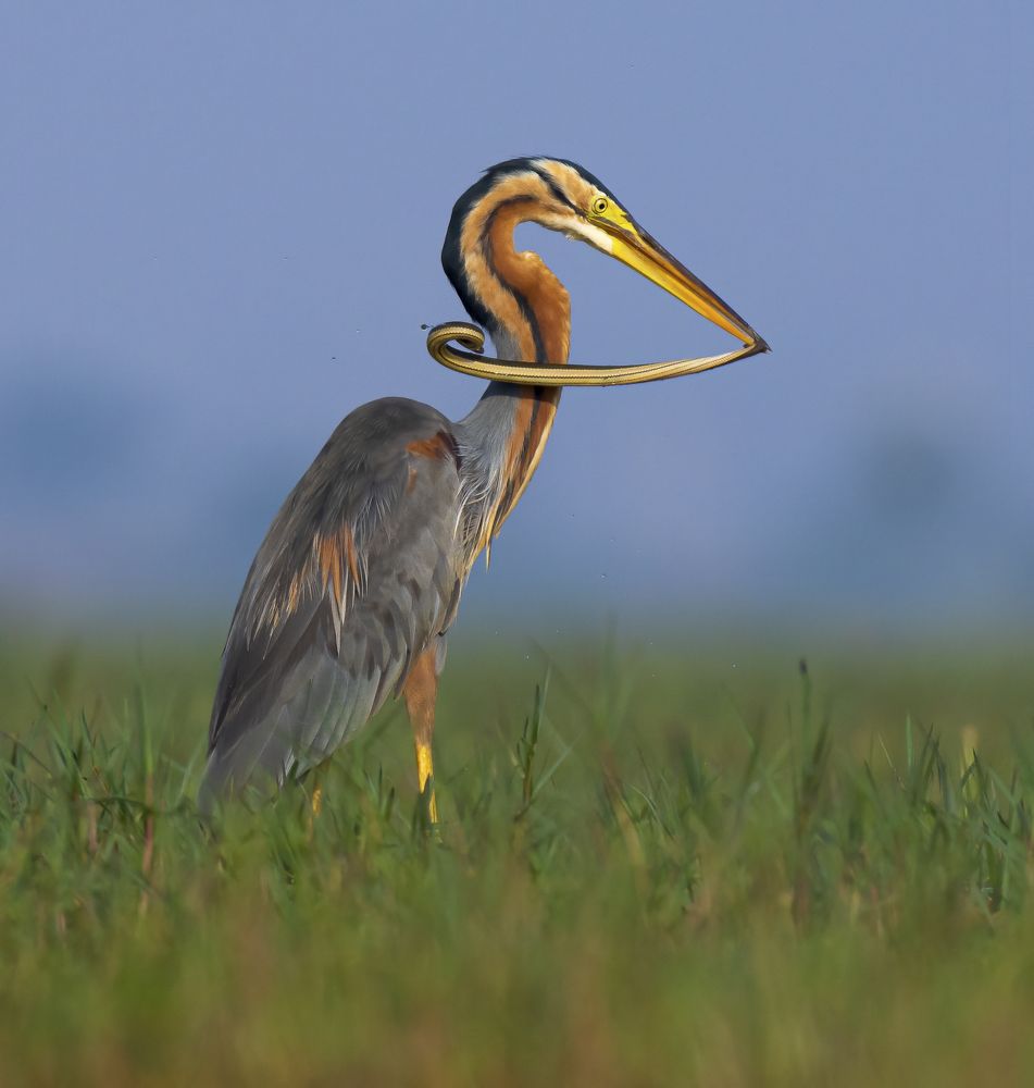 Фотография автора Arnab Biswas