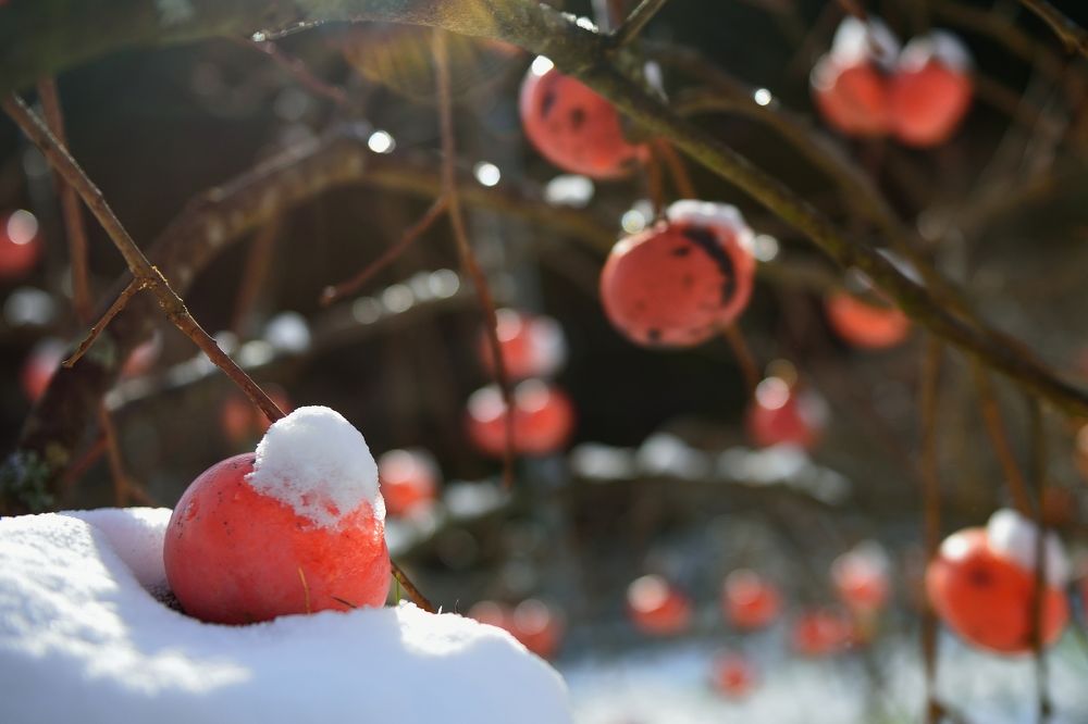 Photograph by Ohta Sigeki