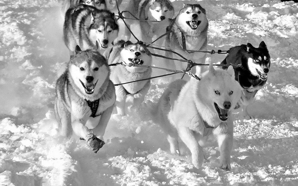 Ездовые собаки