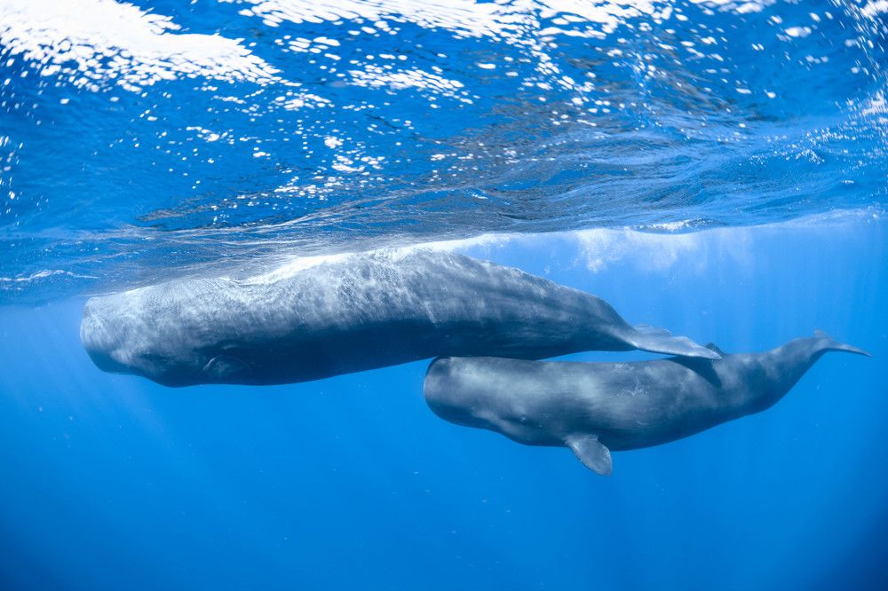 Фотография автора Ichinoseki Sayaka