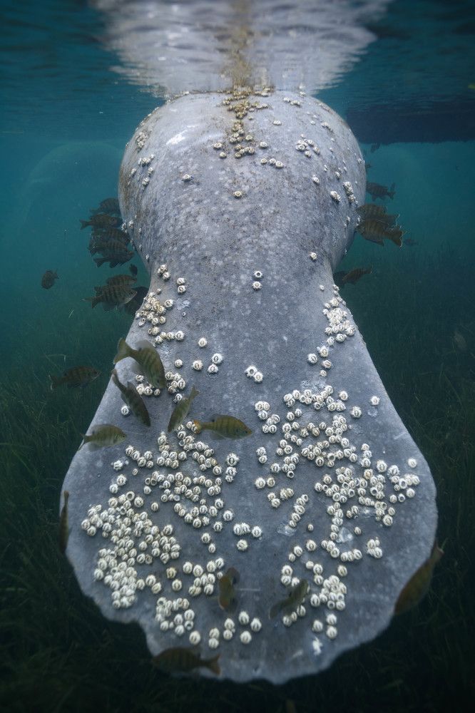 Manatee and barnacles