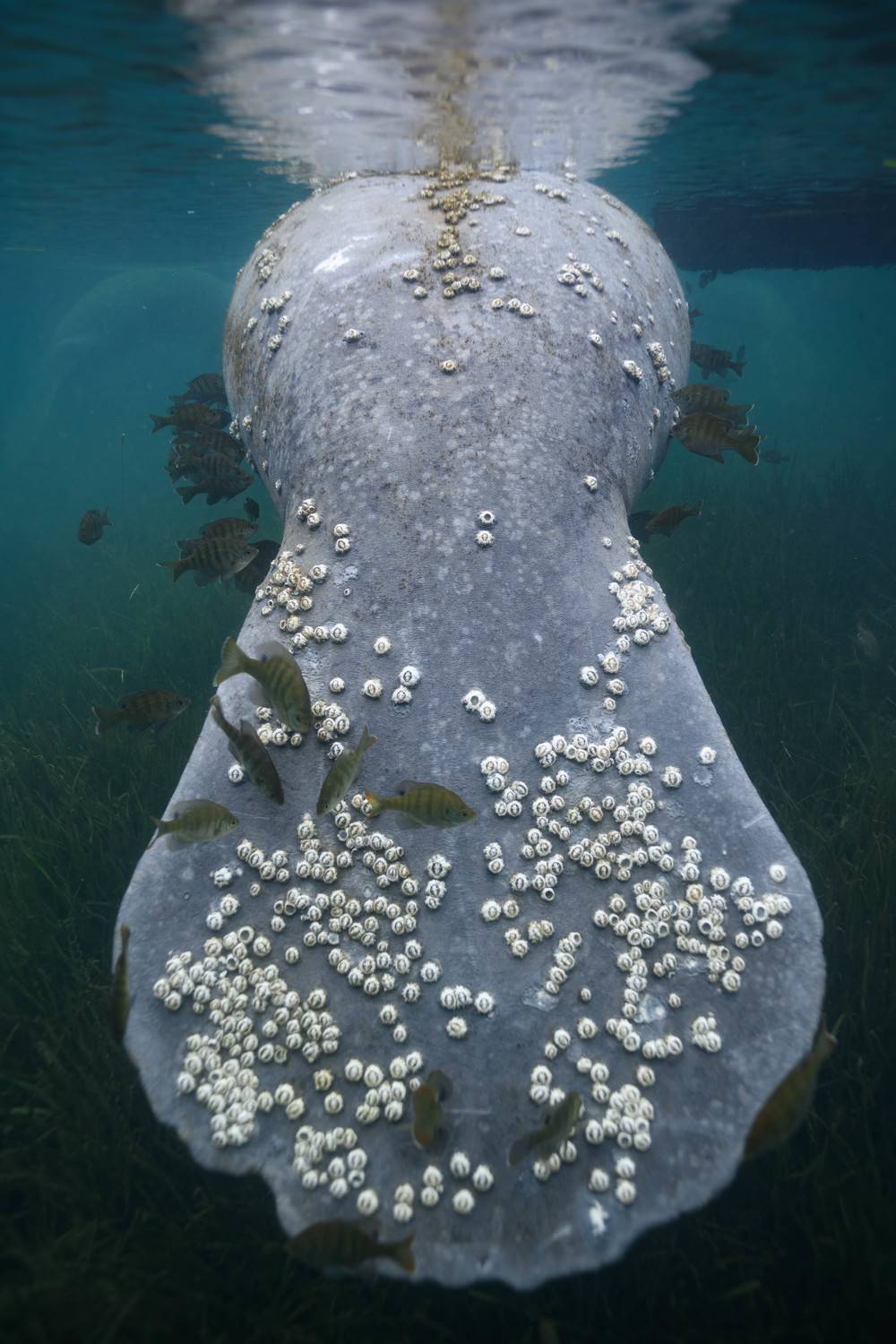 Manatee and barnacles