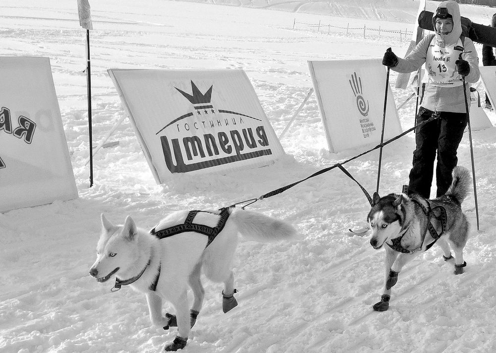 Бег с собаками