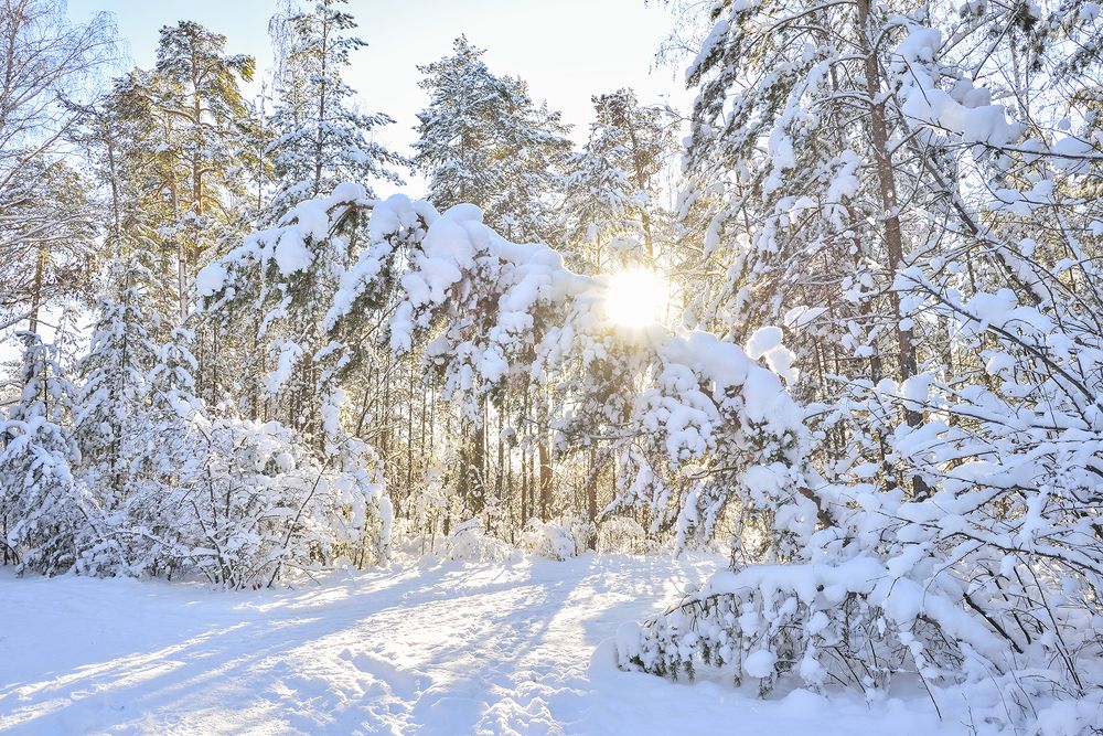 Снежное утро
