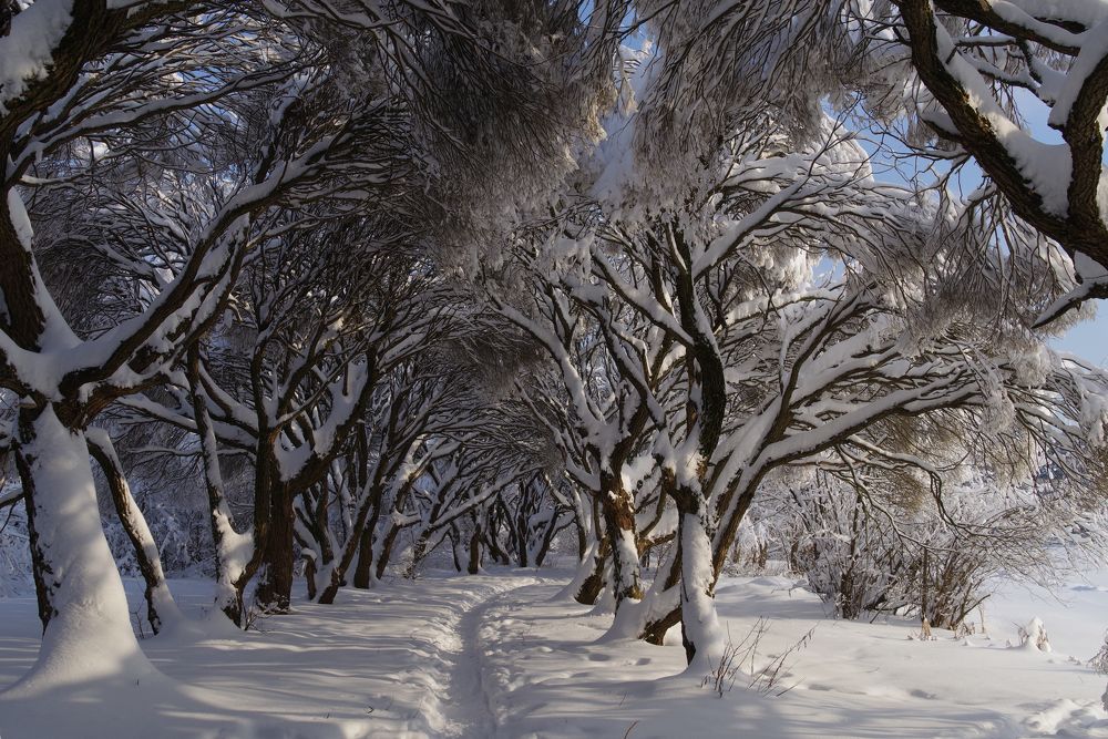 Photograph by Николай Фонарёв