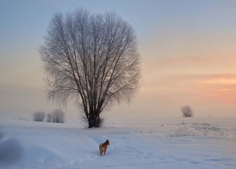 Photograph by Сергей Шляга