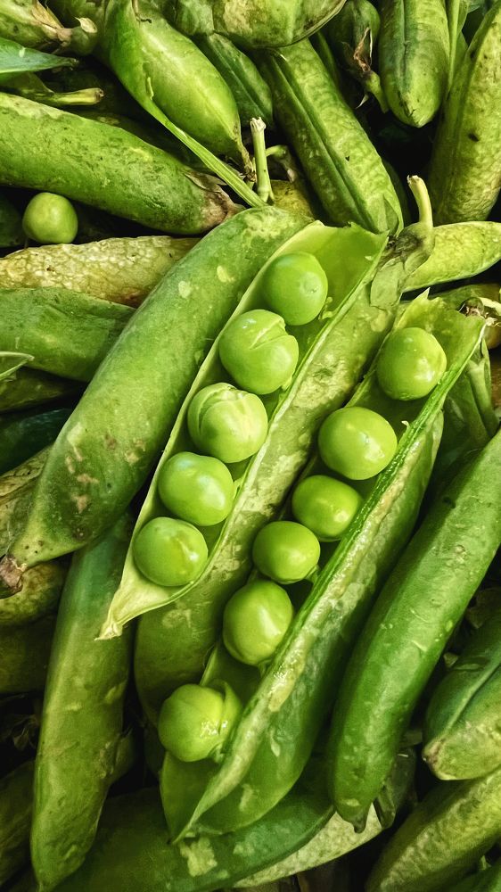 Фотография автора shima tabatabai