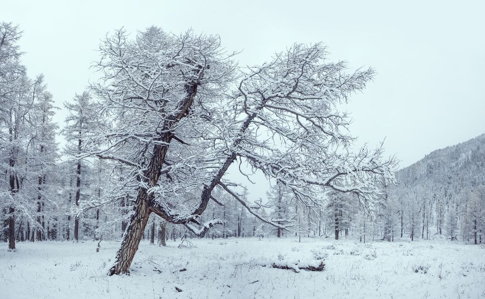 Photograph by ganzorig miimaa