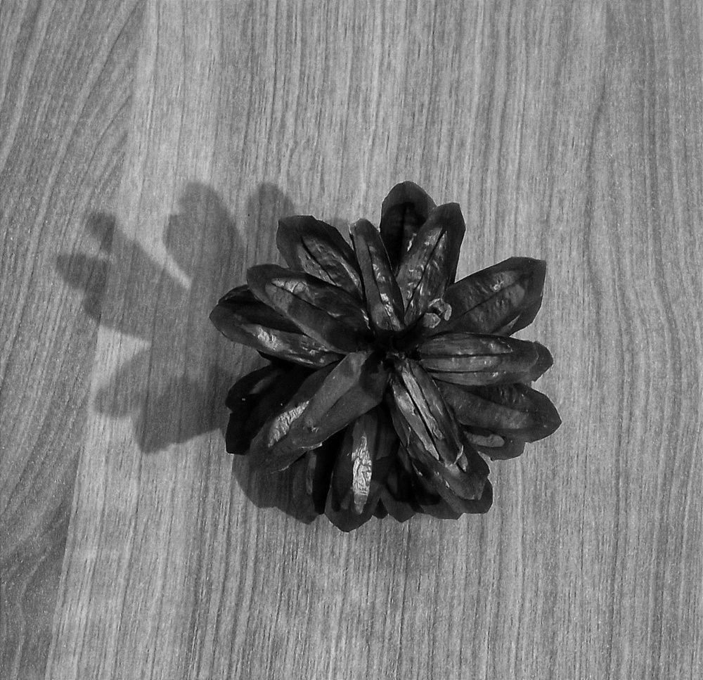 Фотография автора Hormat Alakbarova