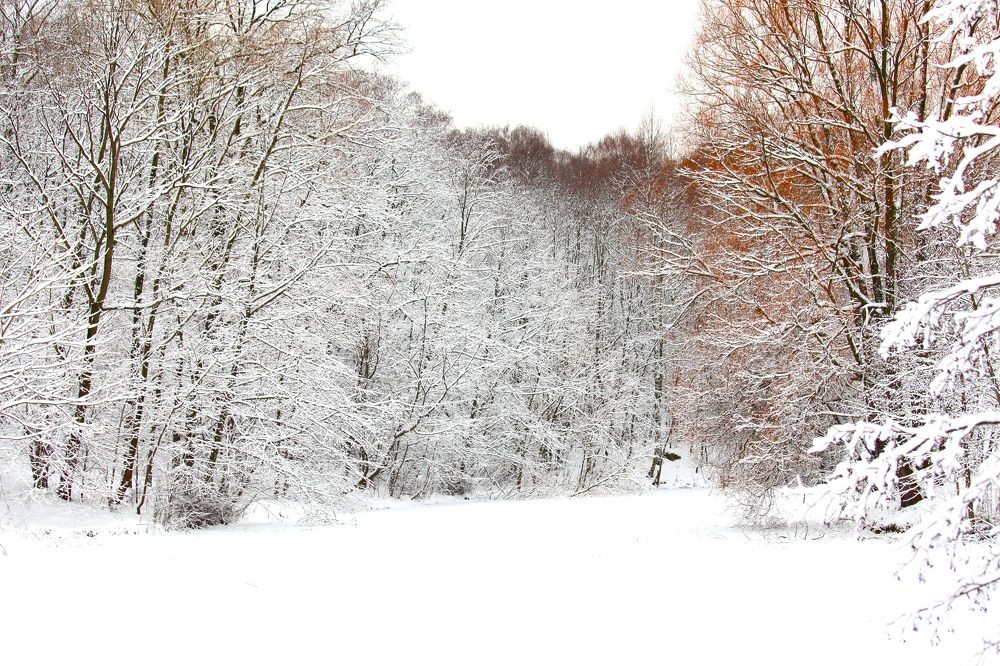 Photograph by Константин Лагоденко