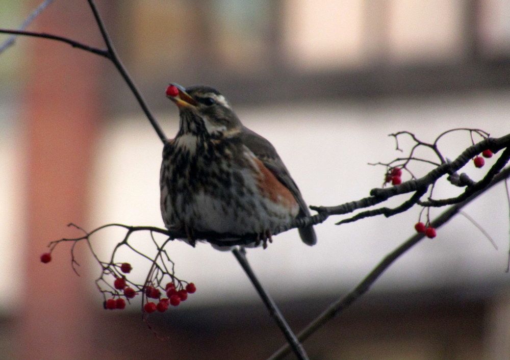 Photograph by Татьяна Смирнова