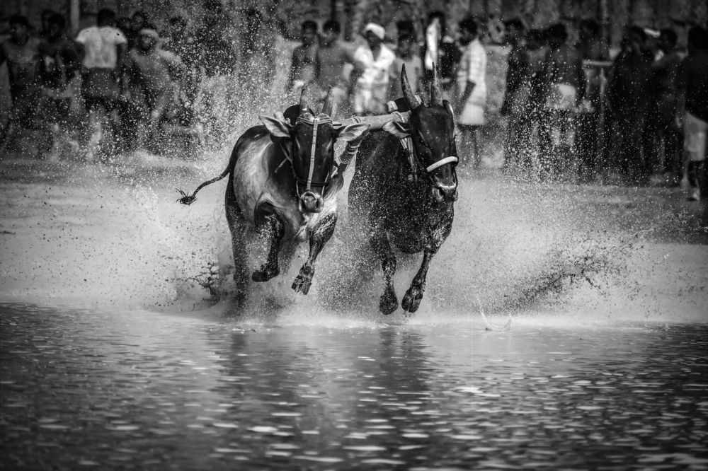 Photograph by Nivedh A.M