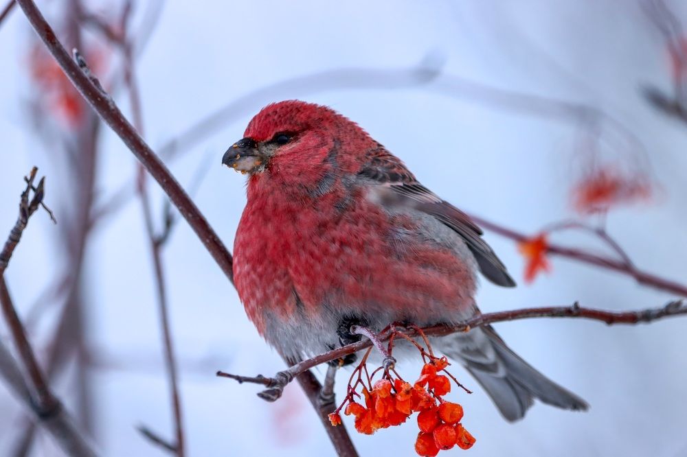 Photograph by Ирина Лисовец