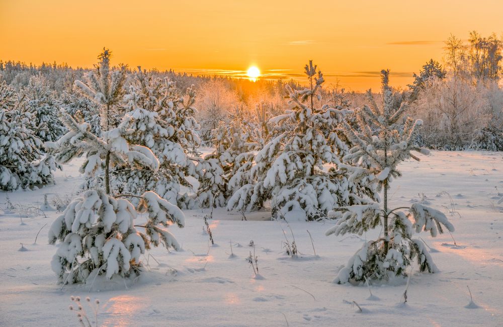Солнышко лесное