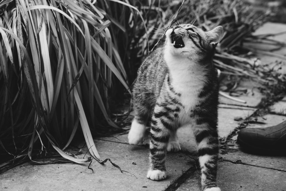 Photograph by Светлана Шуткова