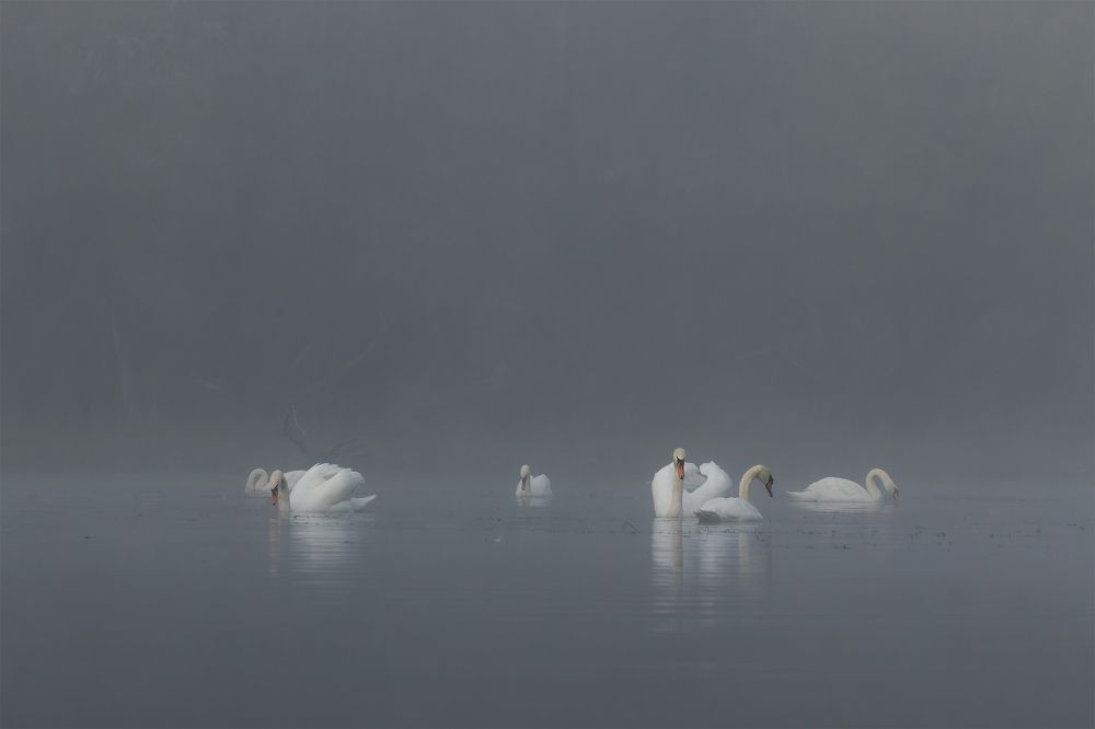 Swans swim in the lake in the National park Gornje Podunavlje