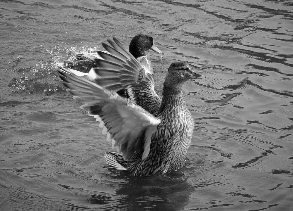 Photograph by Оксана Архипова