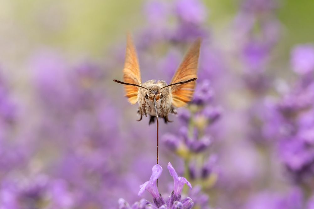 Hummingbird hawk-moth