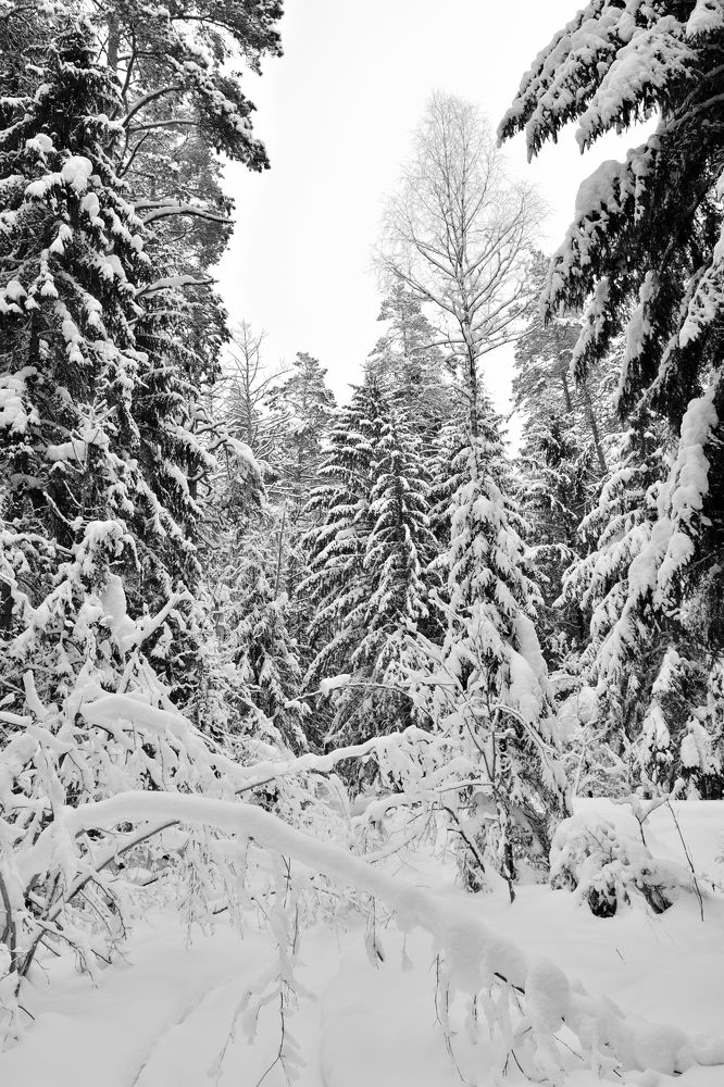 Photograph by Aleksander Perevolotsky