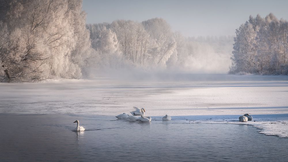 Морозный день на Светлом