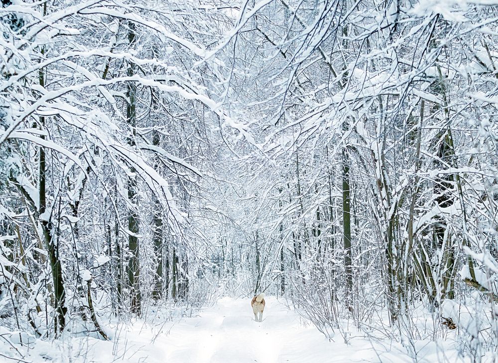 Фотография автора Frost Дмитрий