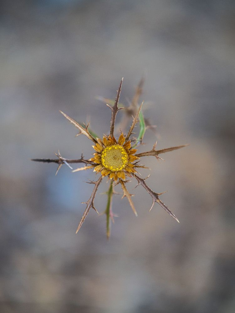 Photograph by Доляна Ашкова