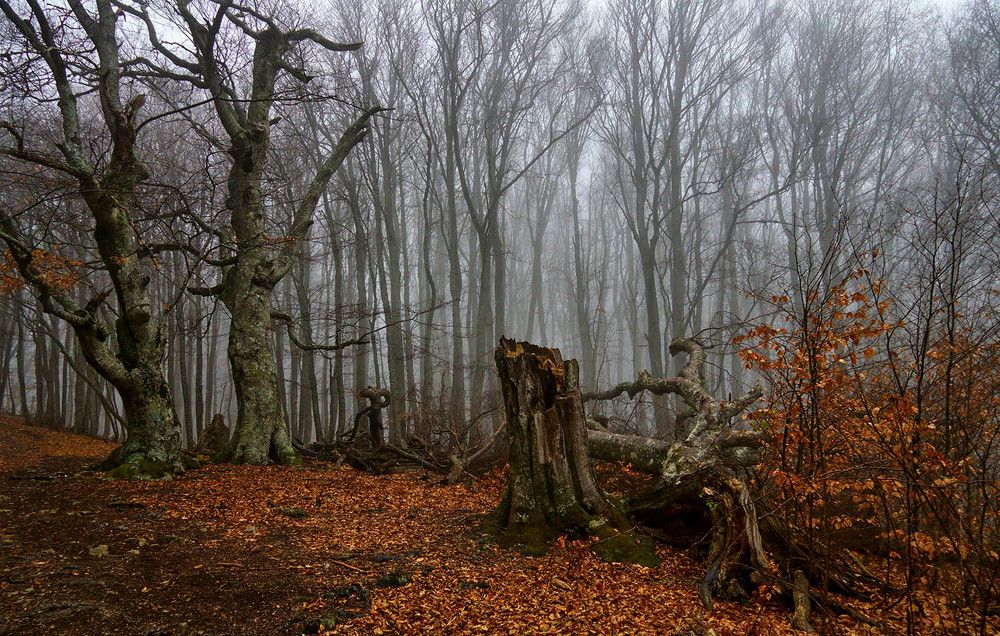 Photograph by Михаил Баевский