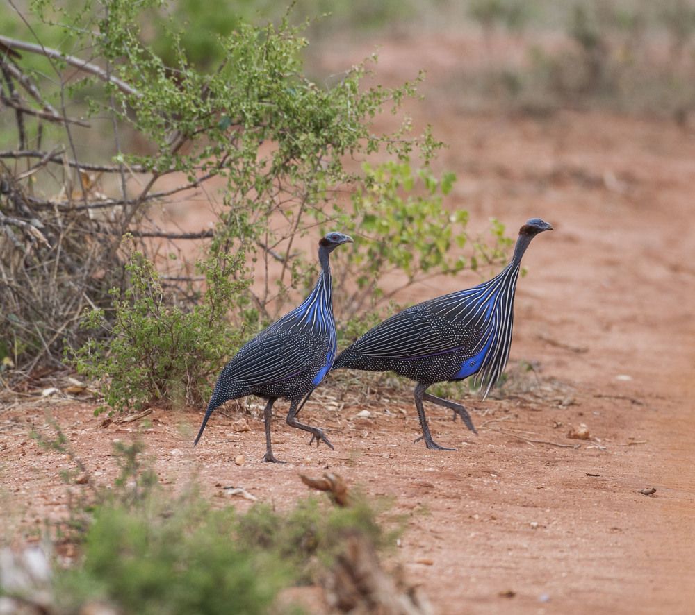 Фотография автора Oskars Smelins