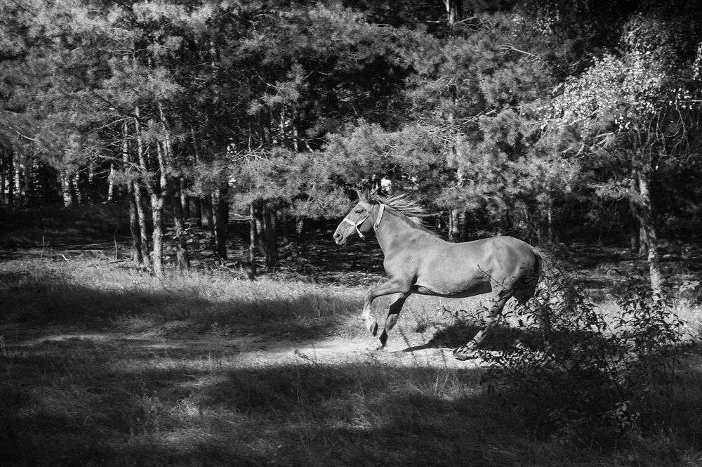 Photograph by Владимир Гаманович