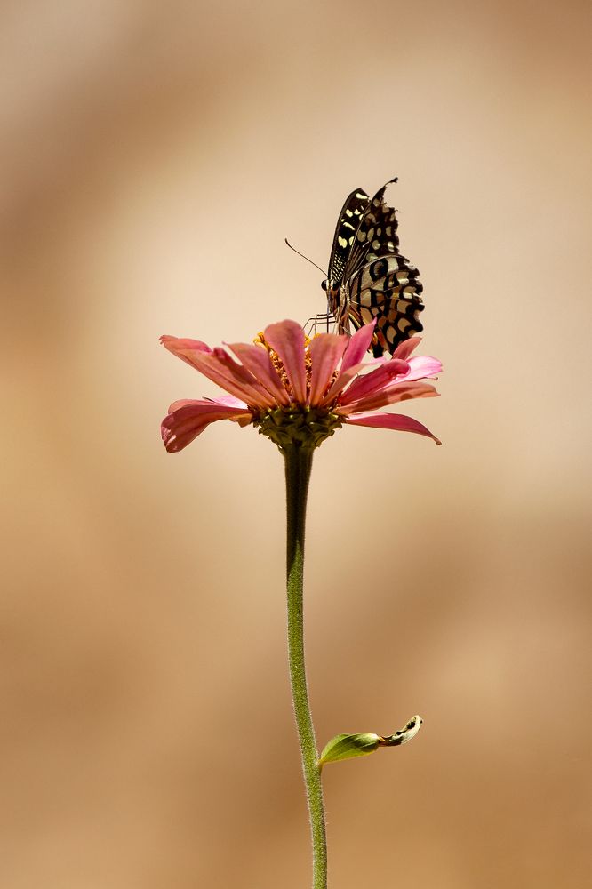 Photograph by Rasoul