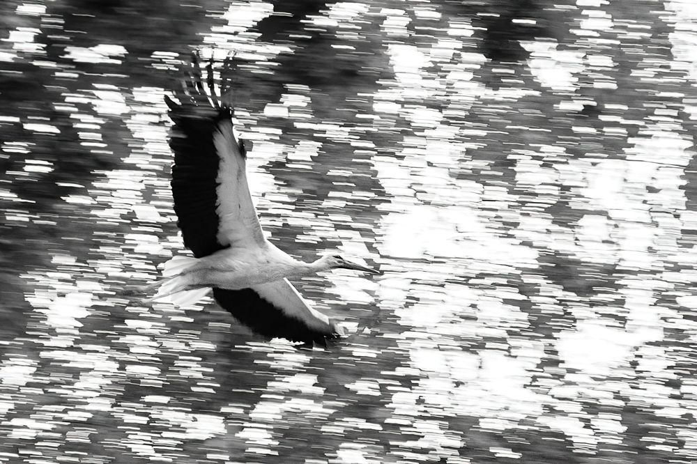 Photograph by Владимир Гаманович