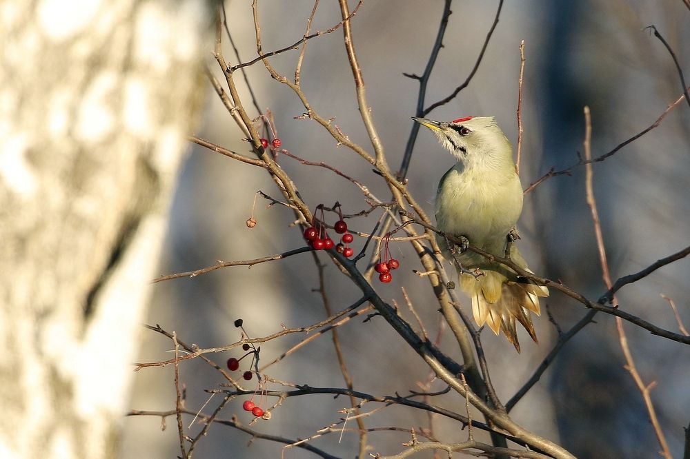 А не подкрепиться ли нам витаминами?
