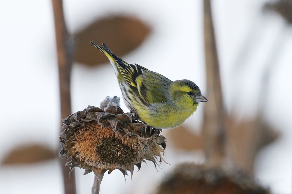 Чиж–весельчак!
