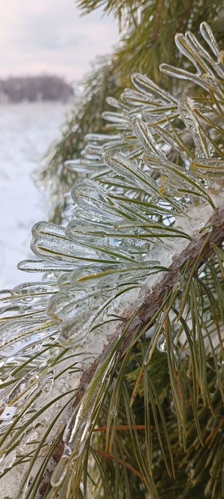 Photograph by Лариса